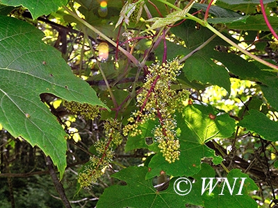 Summer Grape (Vitis aestivalis)